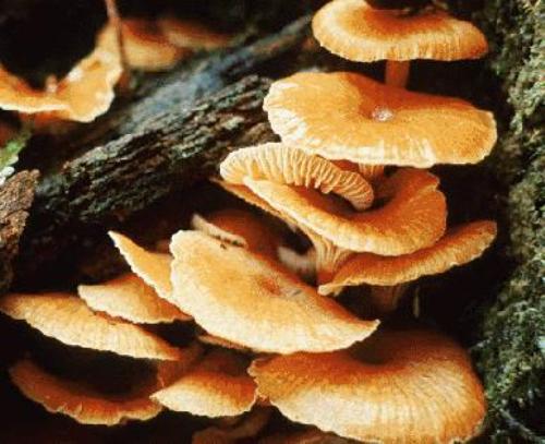 Fungi Image