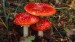 10 Interesting Fungi Facts