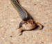 10 Interesting Garter Snake Facts
