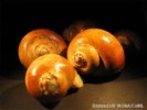 10 Interesting Gastropods Facts