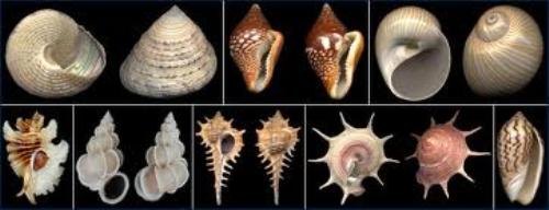 10 Interesting Gastropods Facts | My Interesting Facts