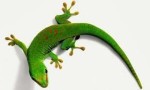 10 Interesting Gecko Facts