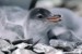 10 Interesting Gentoo Penguin Facts