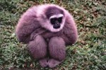 10 Interesting Gibbon Facts