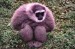 10 Interesting Gibbon Facts