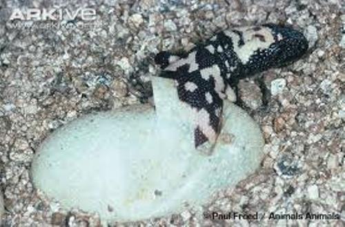 Gila Monster Hatches