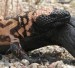 10 Interesting Gila monster Facts