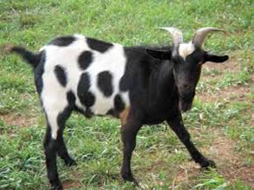 Goat breed