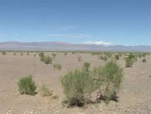 Gobi Desert Pic