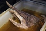 10 Interesting Goblin Shark Facts