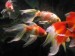 10 Interesting Goldfish Facts