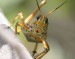 10 Interesting Grasshopper Facts