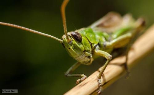Grasshopper Nature