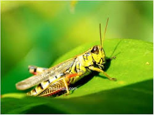 Grasshopper Pic