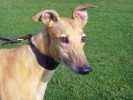 10 Interesting Greyhound Facts