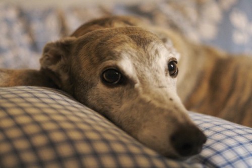 Greyhound Image
