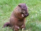 10 Interesting Groundhog Facts