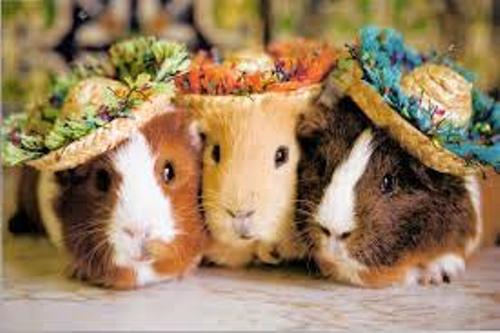 Guinea Pig facts