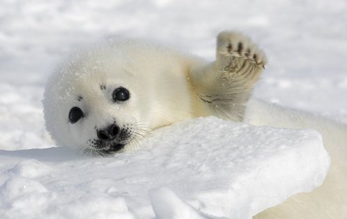 Harp Seal Cute