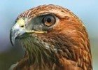 10 Interesting Hawk Facts