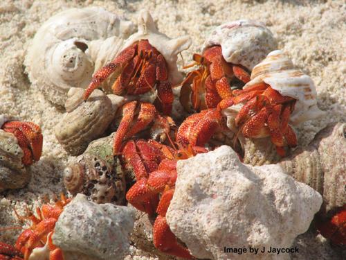 Hermit Crab Pic