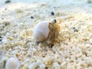 10 Interesting Hermit Crab Facts