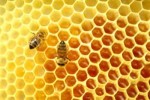 10 Interesting Honey Facts