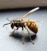 10 Interesting Hornet Facts