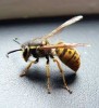 10 Interesting Hornet Facts