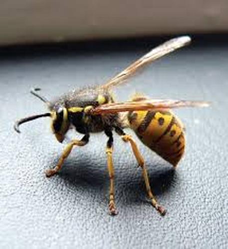 Hornet Animal