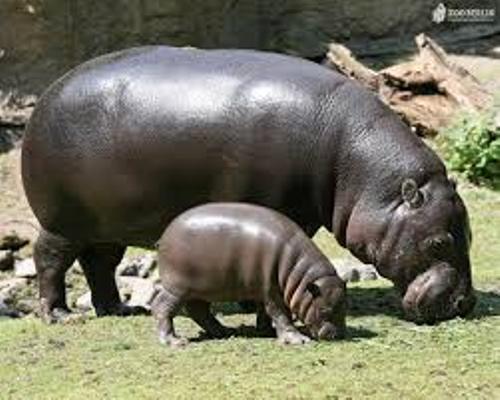 hippopotamus Image
