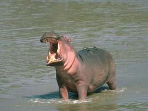 hippopotamus Pic