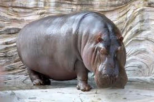 hippopotamus Size