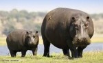 10 Interesting Hippopotamus Facts