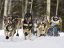 10 Interesting Iditarod Facts