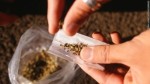 10 Interesting Illegal Drug Facts