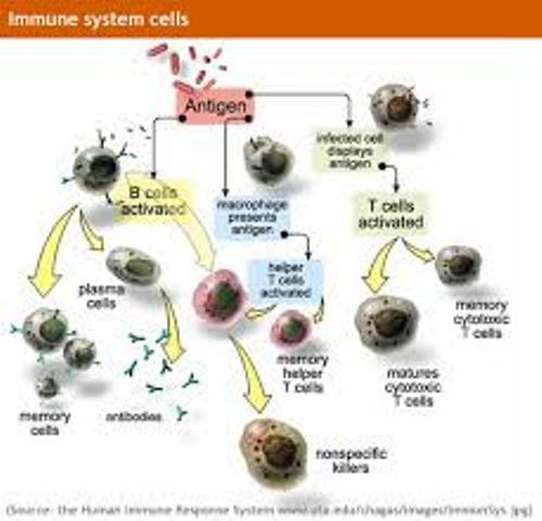 Immune System And Infection