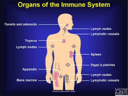 10 Interesting Immune System Facts - My Interesting Facts