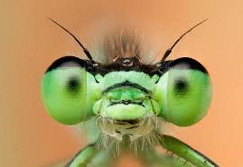 Insect Eyes