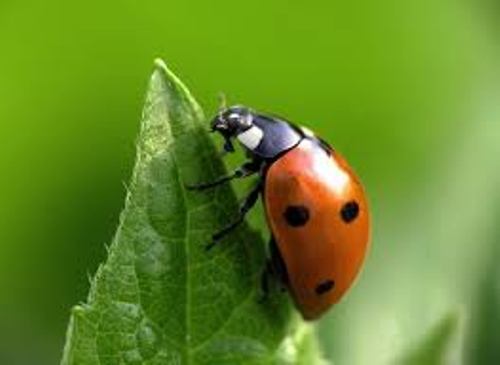 Insect Lady Bug