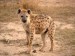 10 Interesting Hyena Facts