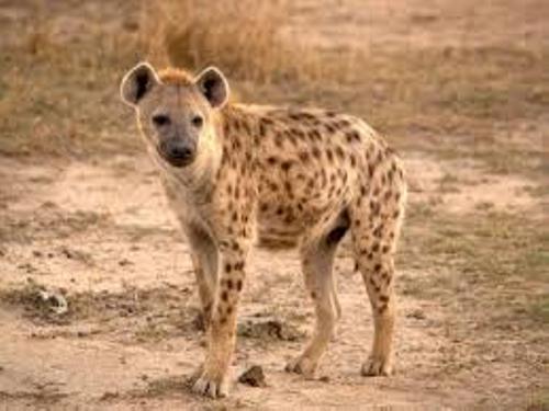 hyena facts