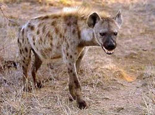 hyena pic