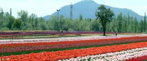 Kashmir Flowers