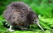 10 Interesting Kiwi Bird Facts