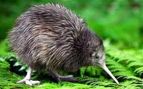 10 Interesting Kiwi Bird Facts | My Interesting Facts