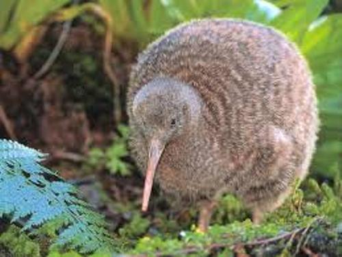 Kiwi Bird Unique