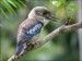 10 Interesting Kookaburra Facts