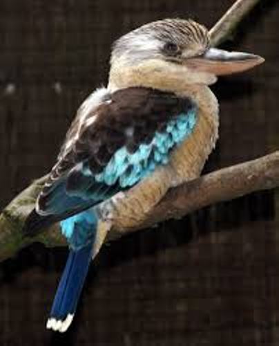 Kookaburra feather