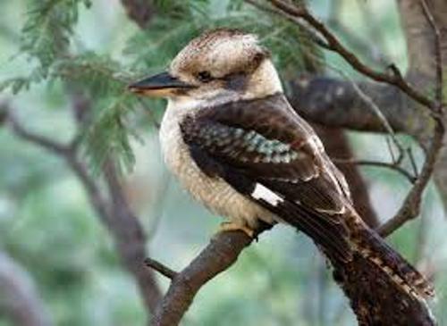 KOOKABURRAS THE LAUGHING JACKASS- Erakina 5 Kookaburra